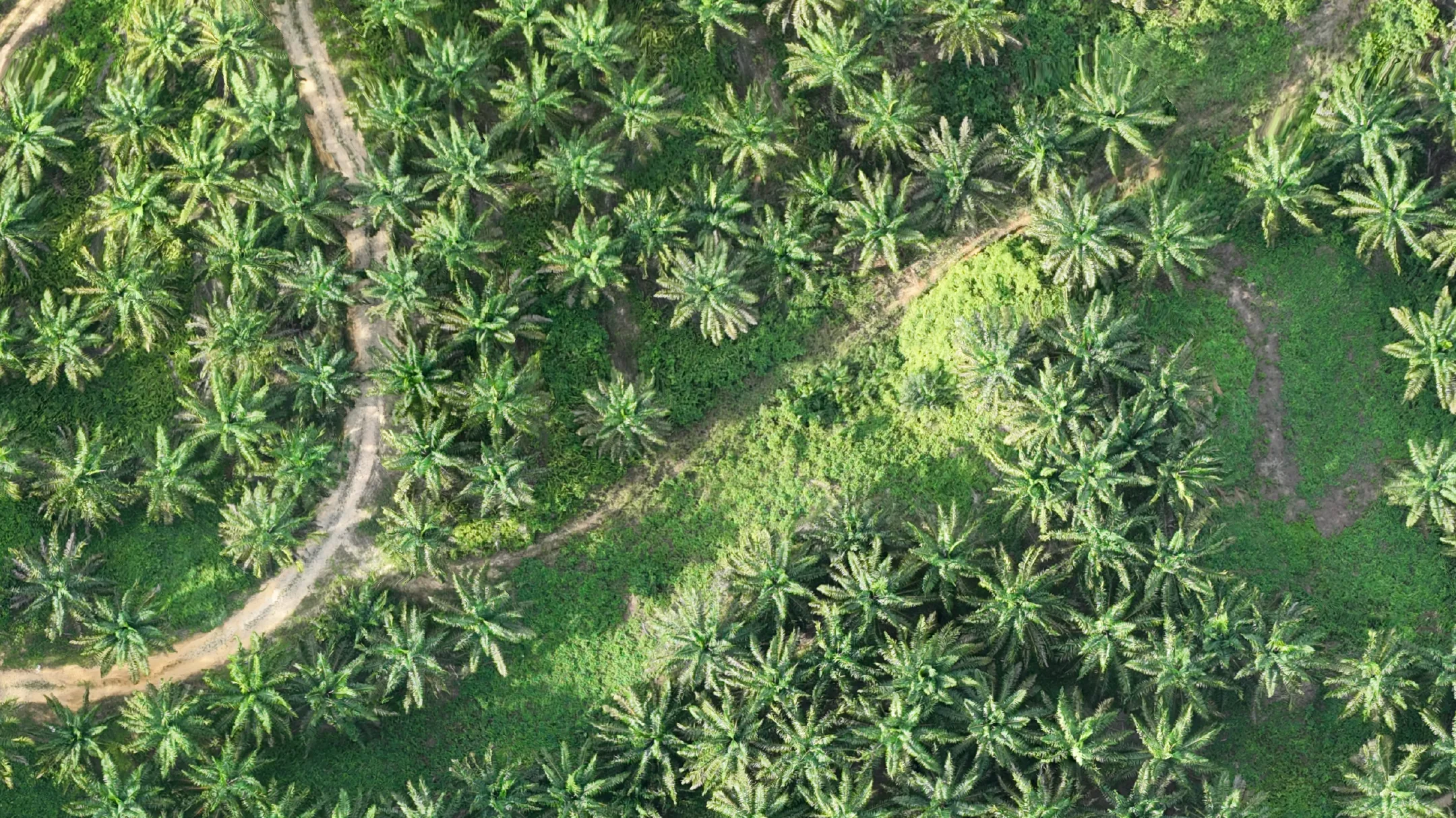 框住那一片 143 × 80 米的原尺寸影像,看得见一棵一棵油棕、两条路与底下的杂草